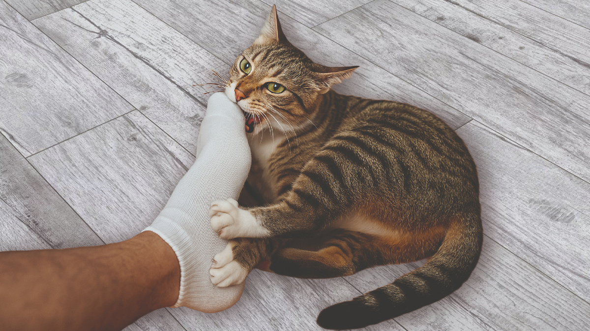 Кошка кусает хозяина за ногу. 