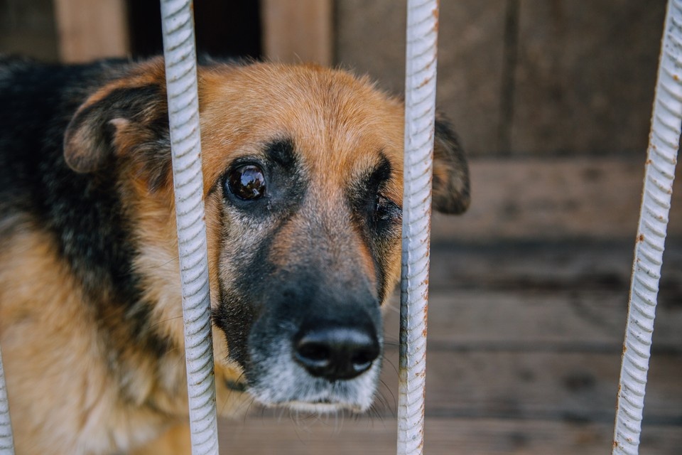    Глава ульяновской Думы предложил строить приюты для животных на сельхозземлях Архив "КП"