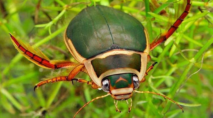 Тот самый «аквалангист» с запасом воздуха под крыльями. Выглядит стильно, не правда ли?