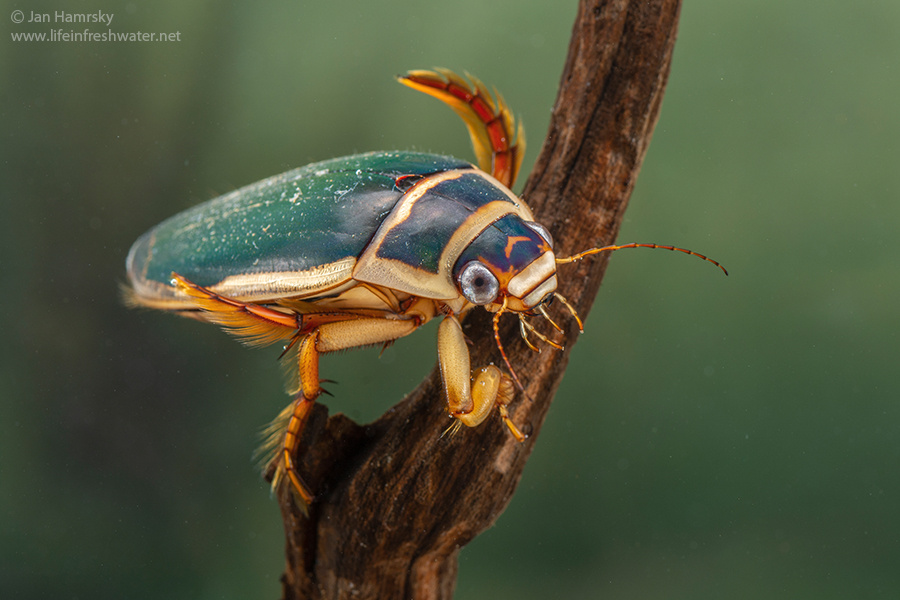Плавунец окаймленный (Dytiscus marginalis).