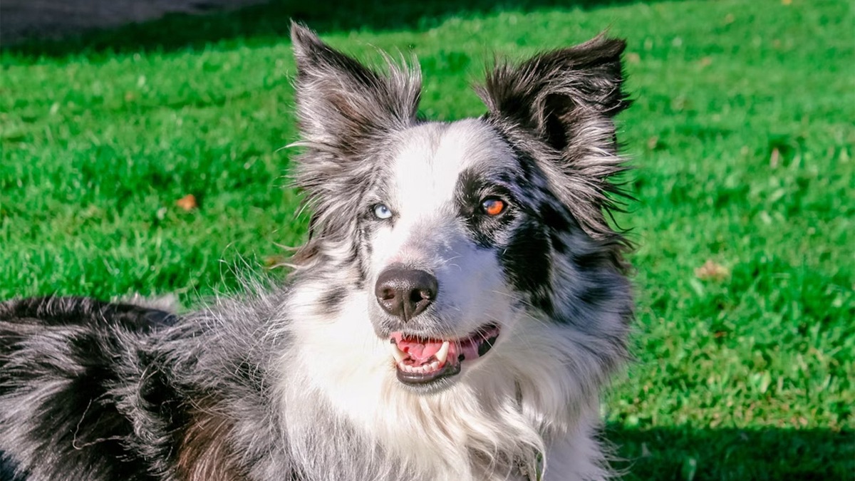    У большинства пород собак и кошек гетерохромия не закреплена в стандарте