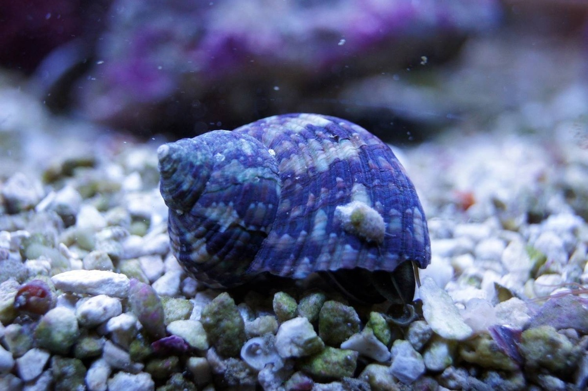 Красота и мощь в одном панцире: знакомьтесь, Turbo sp.