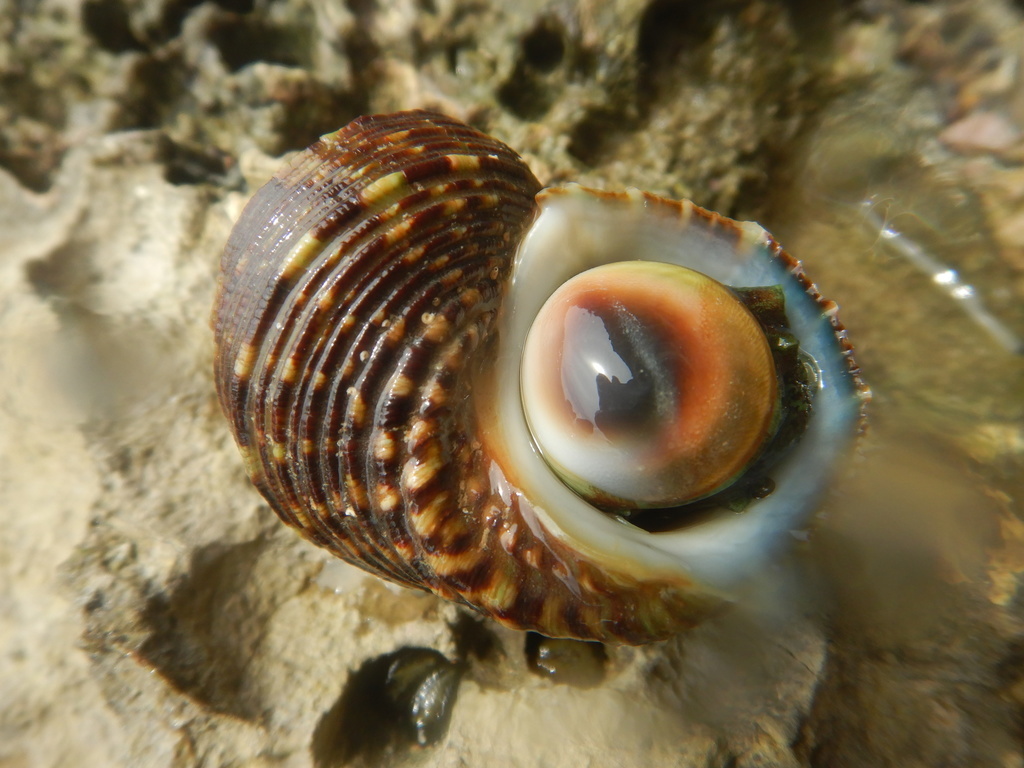 Знаменитая «дверь» улитки Турбо — твердая, как камень, и красивая, как самоцвет.
