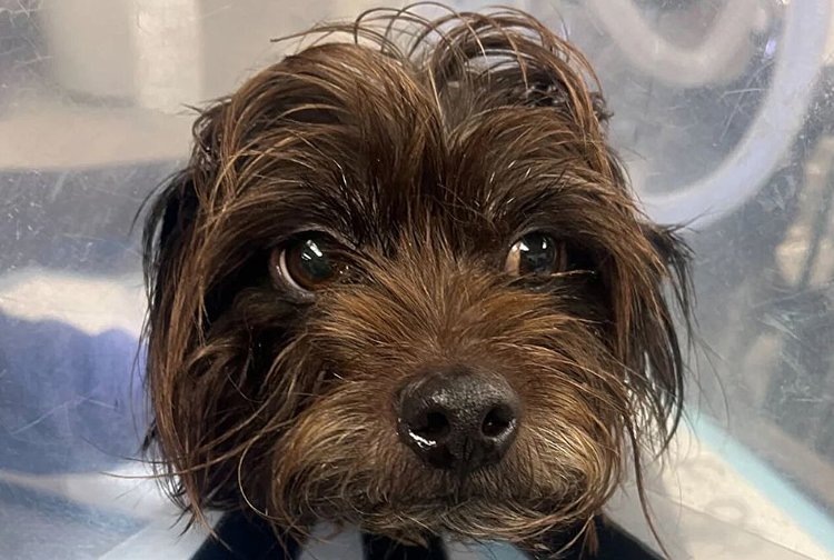    Фото: University of Utah Health Sciences