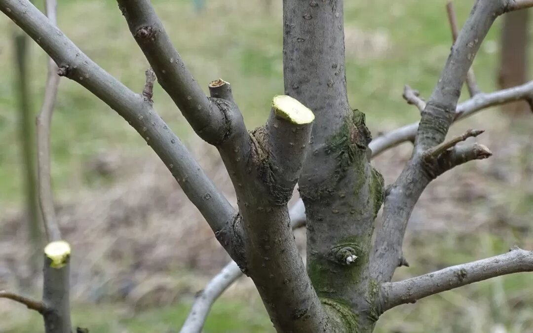 Не оставлять пеньки