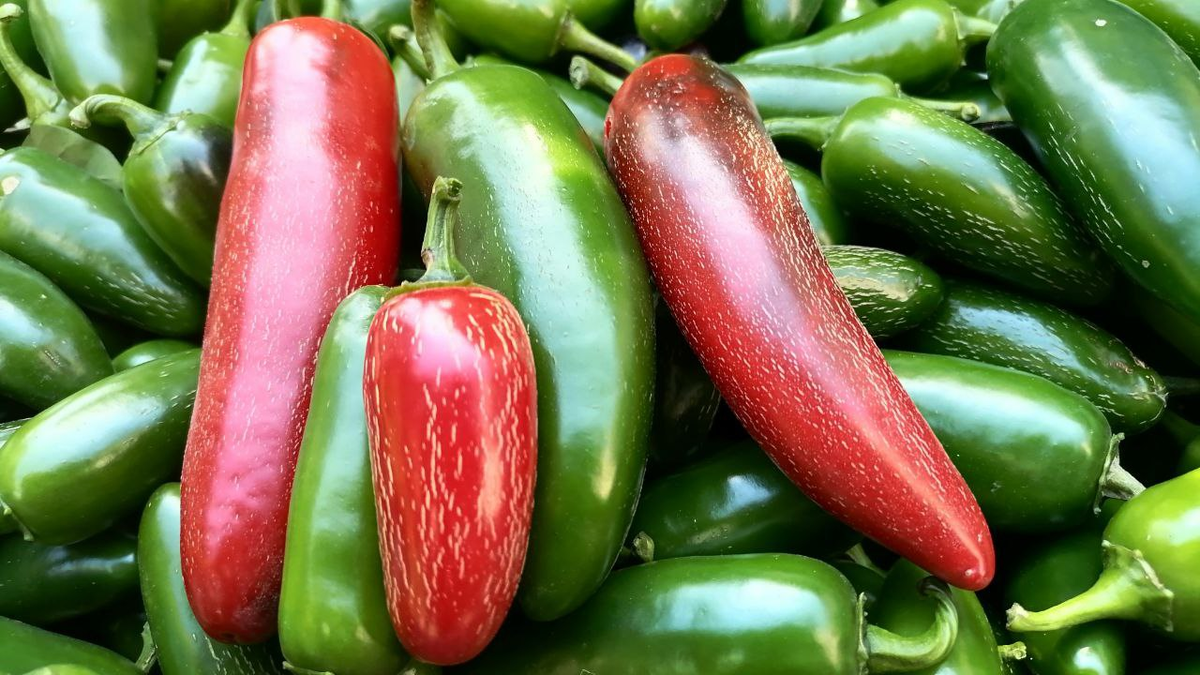 Фото для сравнения: перец Халапеньо Куатреро и почти вдвое короче Халапеньо без названия сорта от Аэлиты