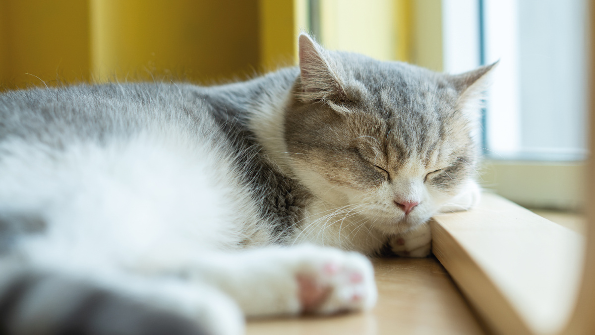 Кошка спит. Фото - Vecteezy.com.