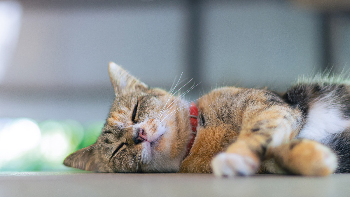 Кошка спит. Фото - Vecteezy.com.