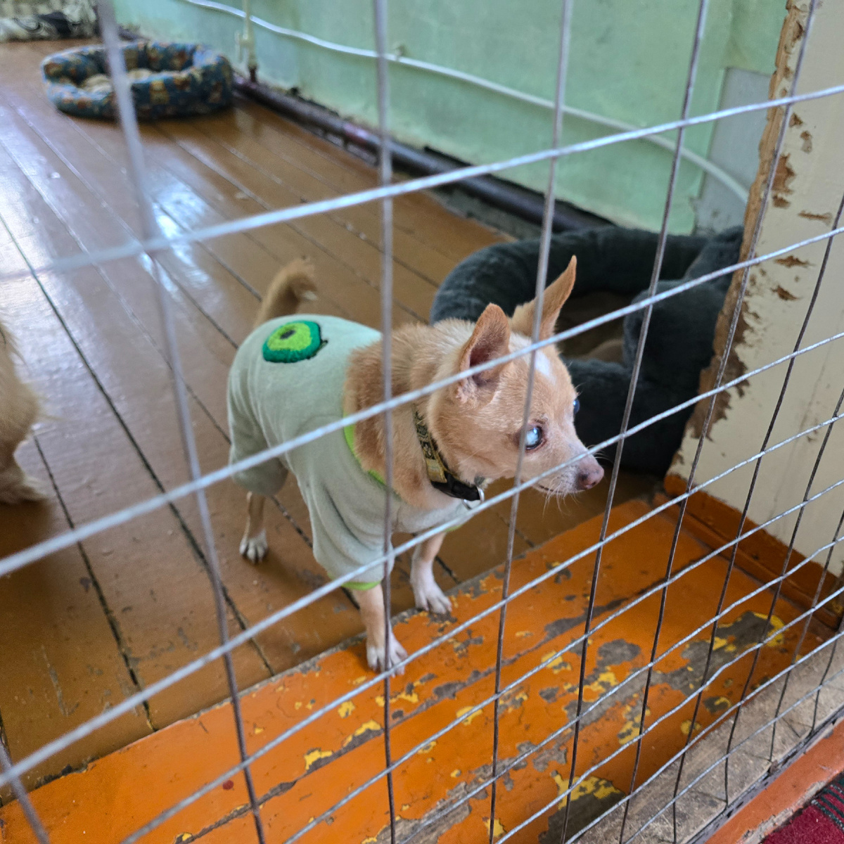 маленький пленник в зеленом свитере