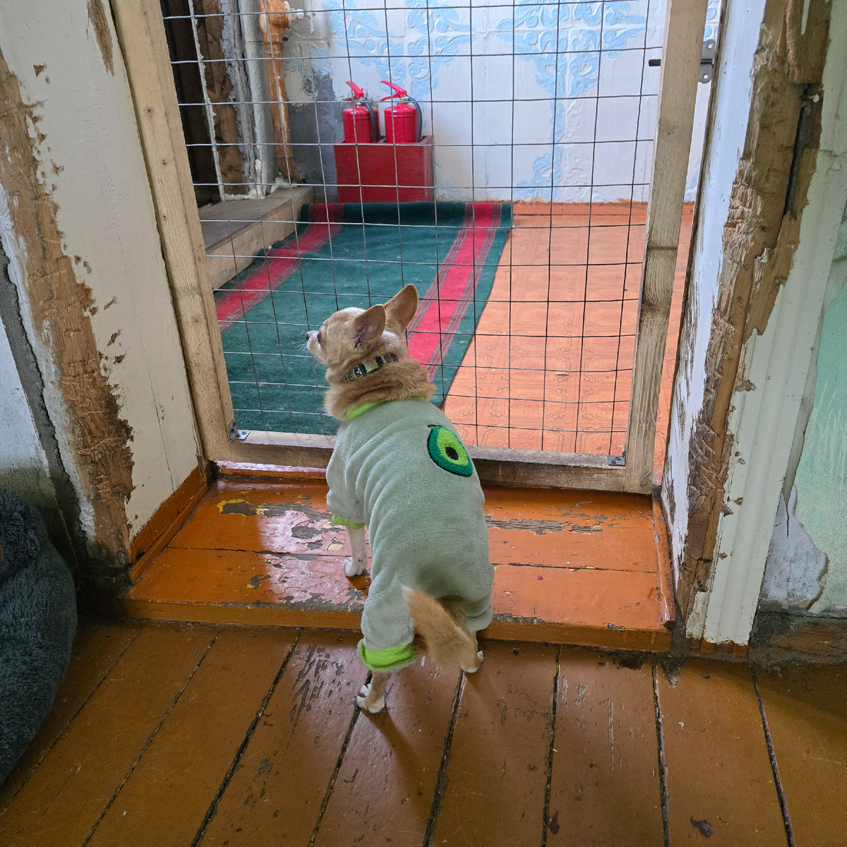 одиночество за решеткой в зеленом