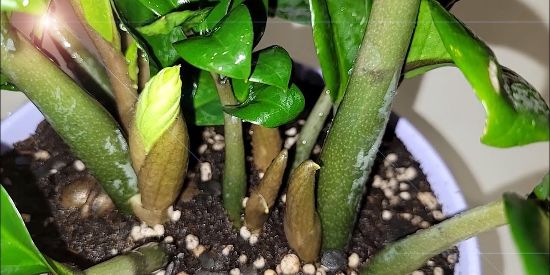 Почему замиокулькас не формирует новые побеги: все факторы, которые тормозят данный процесс