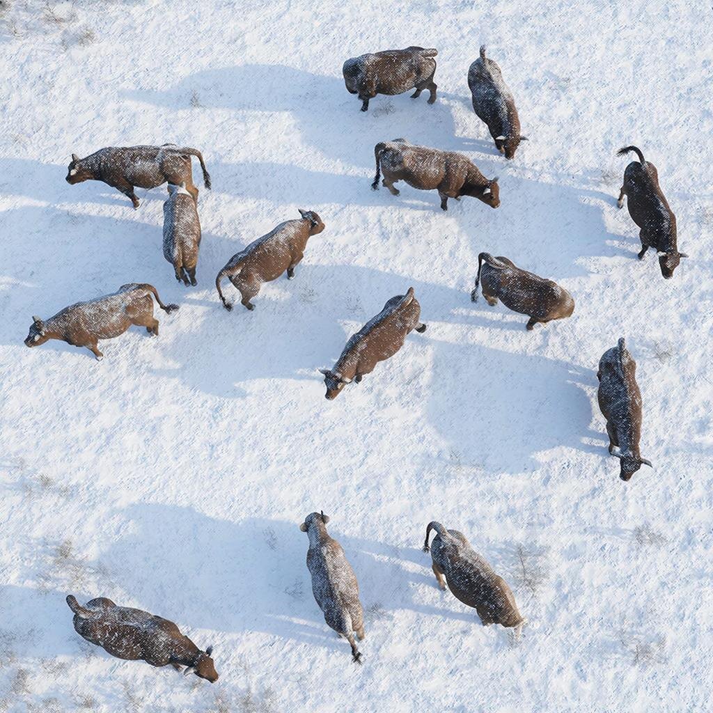 КРС. Изображение сгенерировано сервисом GigaChat 