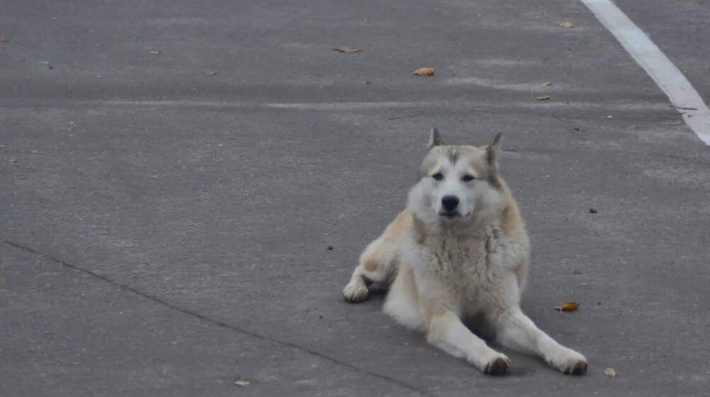    Фото: "Брянские новости"