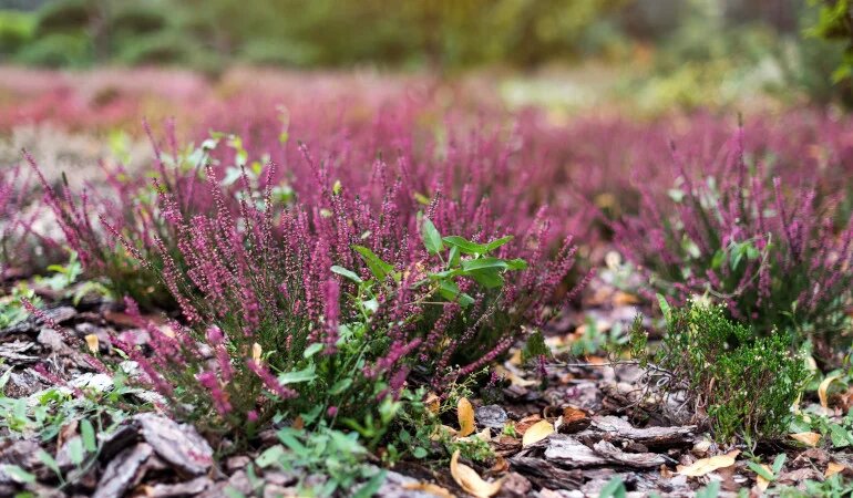 Вереск осенью. Вдали от города