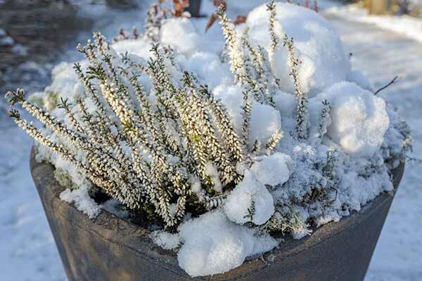 Вереск зимой. Вдали от города