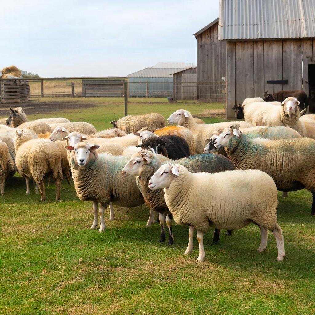 Овцы. Изображение сгенерировано сервисом GigaChat 