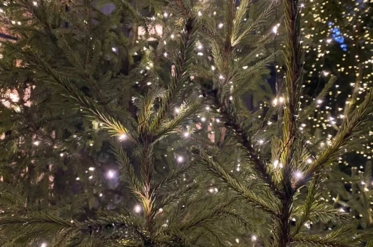    В Нижневартовске открылись елочные базары