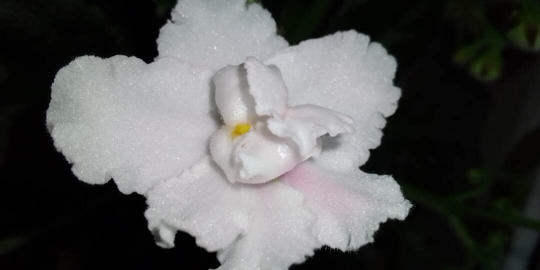 Белая сенполия (фиалка): изящество в каждом лепестке