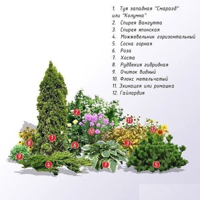 Схема цветника с туей, розами и спиреей.