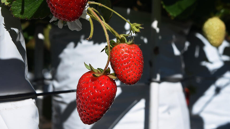 Фото: Виктор Коротаев / Коммерсантъ
