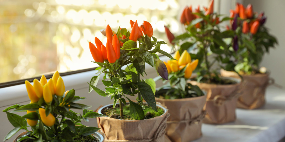 Когда сеять 🌶️ комнатный острый перец, как подготовить почву и уберечь рассаду от чёрной ножки