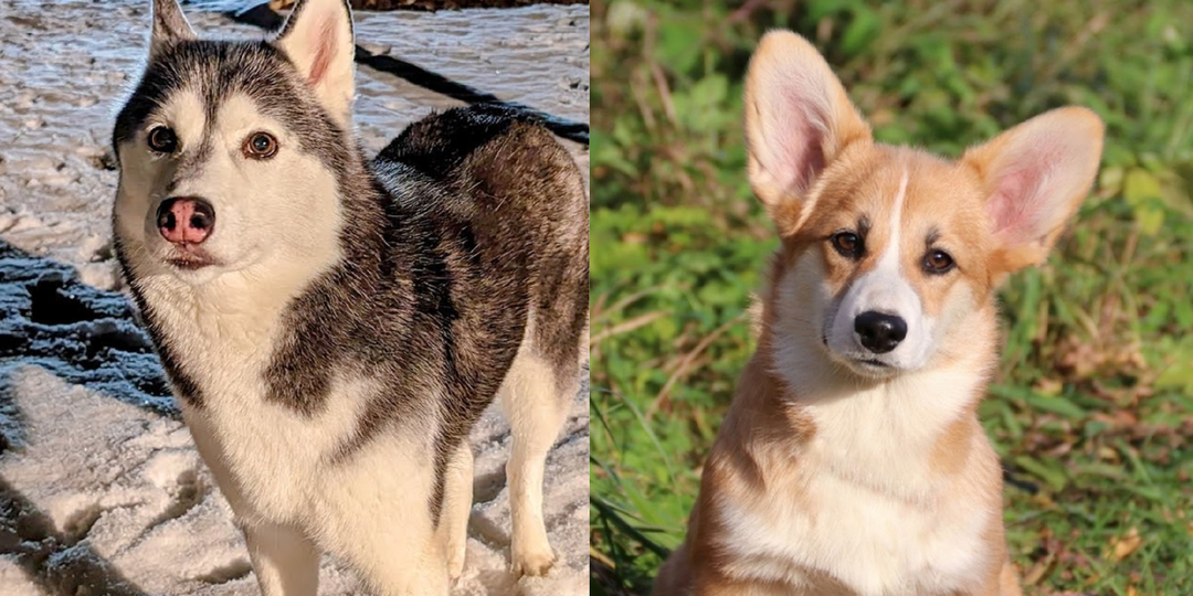 7 пород собак с забавными привычками, которые вызывают улыбку у владельцев и прохожих