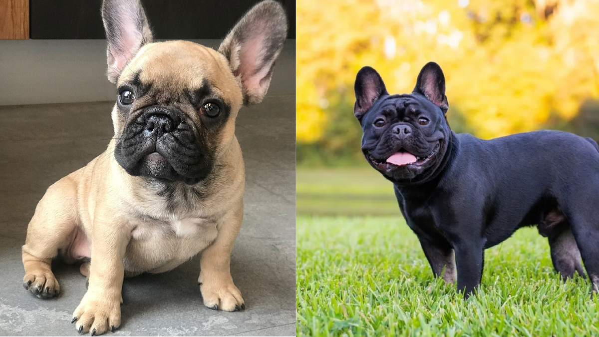 Французский бульдог