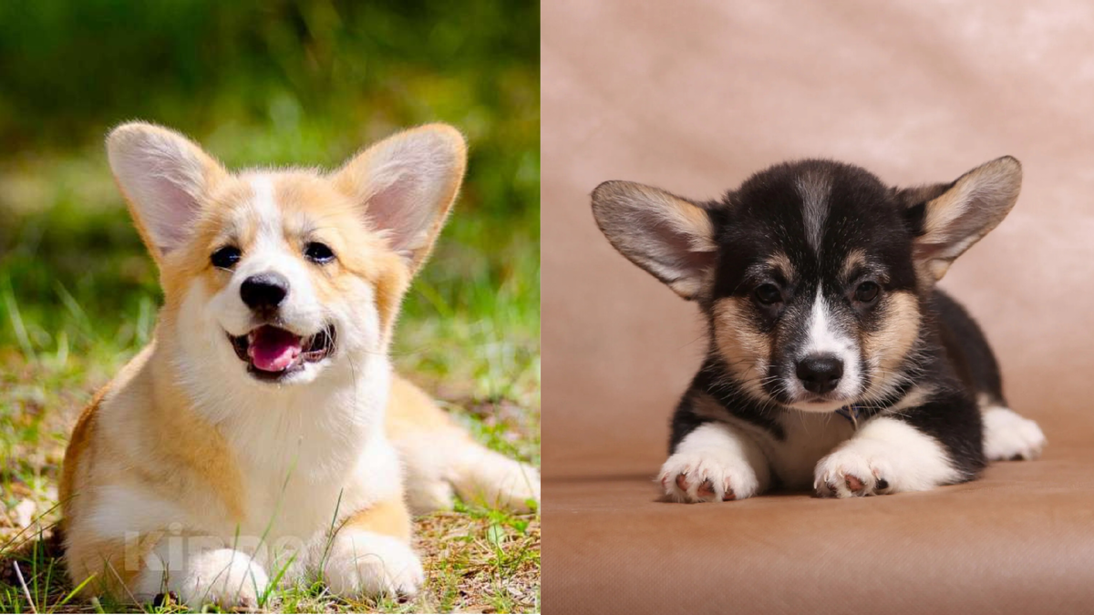 Вельш-корги-пемброк