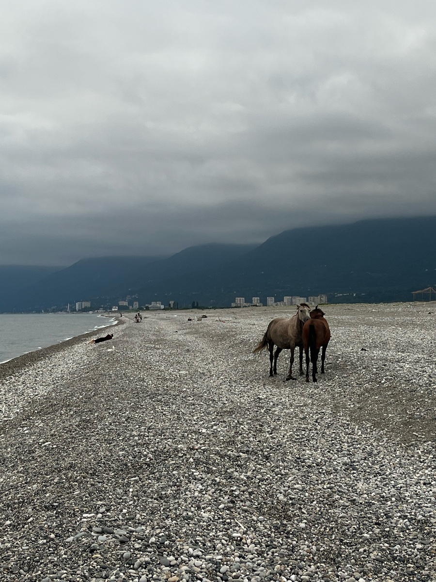 Лошади на пляже. Так и не поняла, что они там делали.