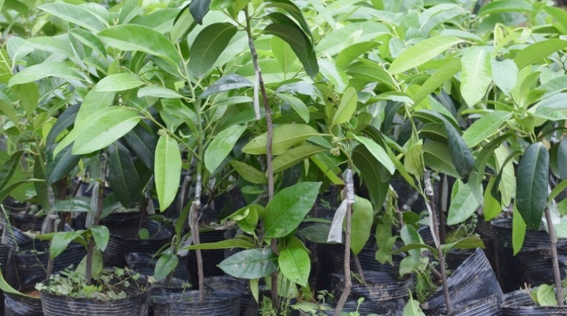 Саженцы хурмы в питомниках