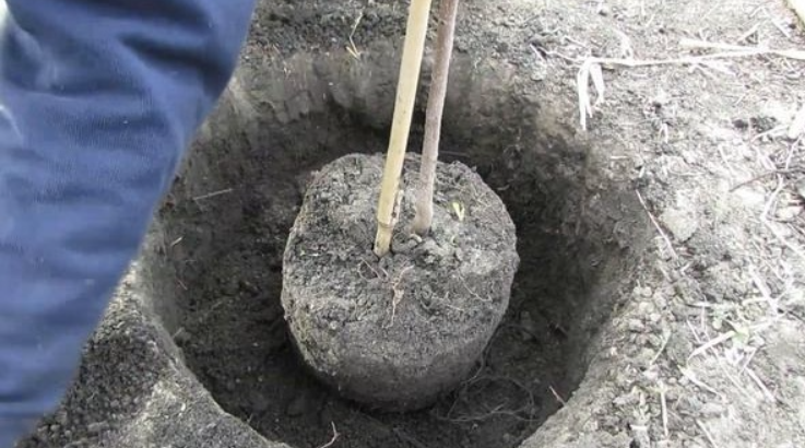 Правильная посадочная яма - залог успешного укоренения