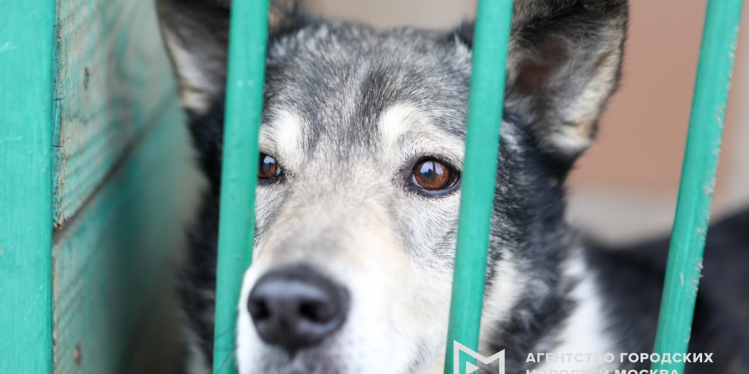 День открытых дверей пройдет в приюте для собак на западе Москвы