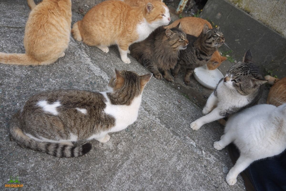 Кошки (Аосима)
