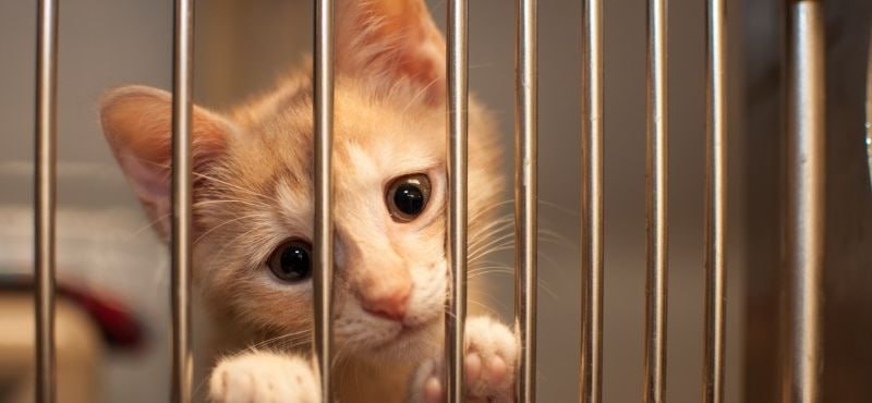 Семь «пушистиков» нашли свой дом и любящих хозяев