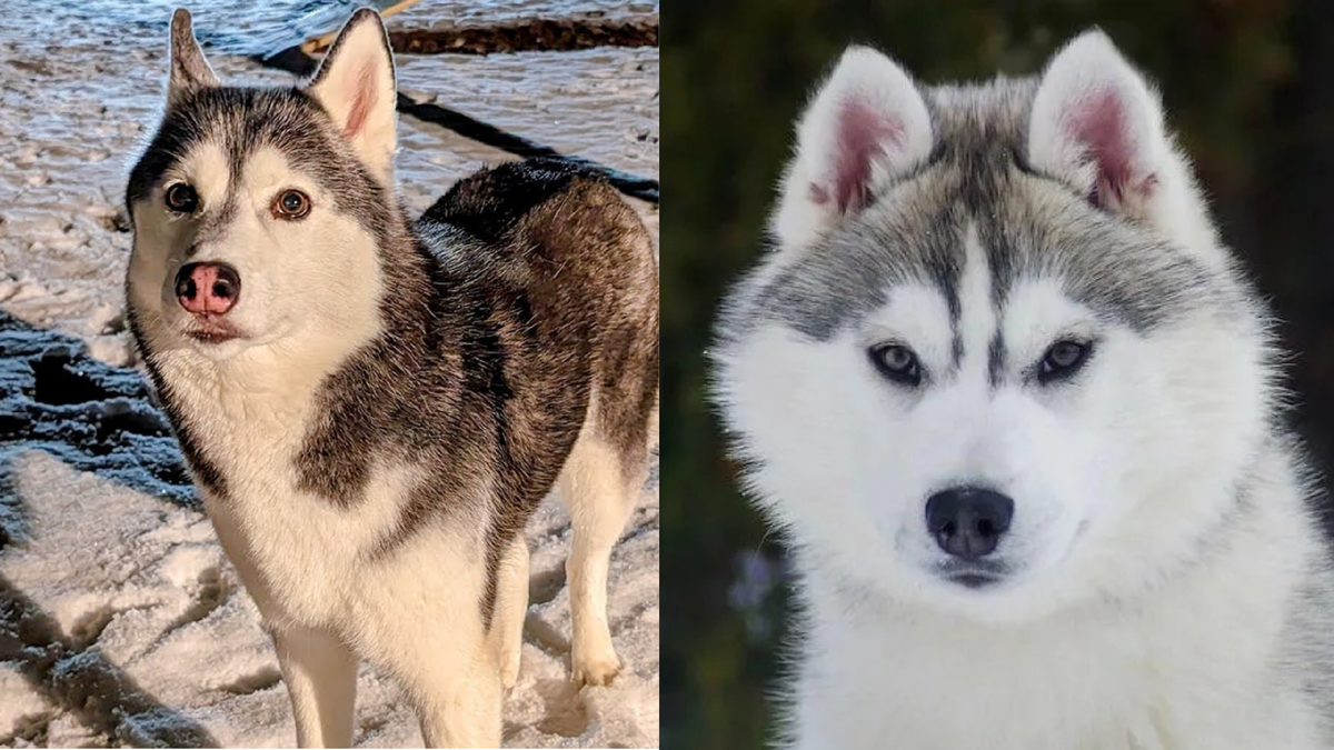 Сибирский хаски