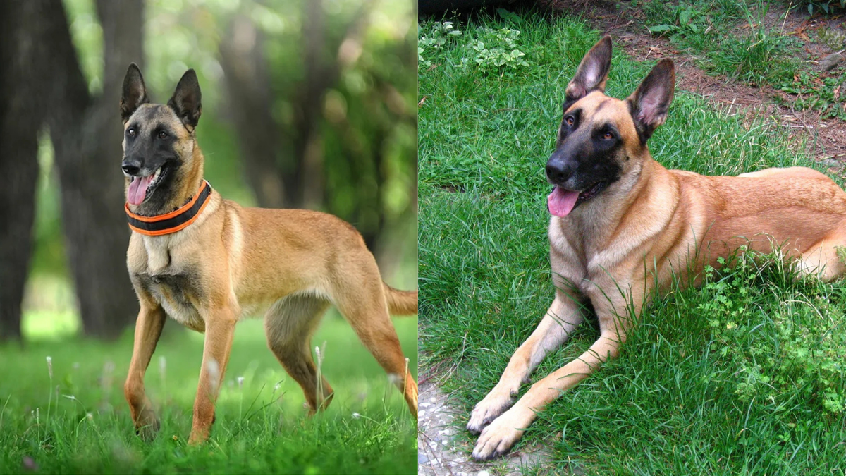 Бельгийская малинуа