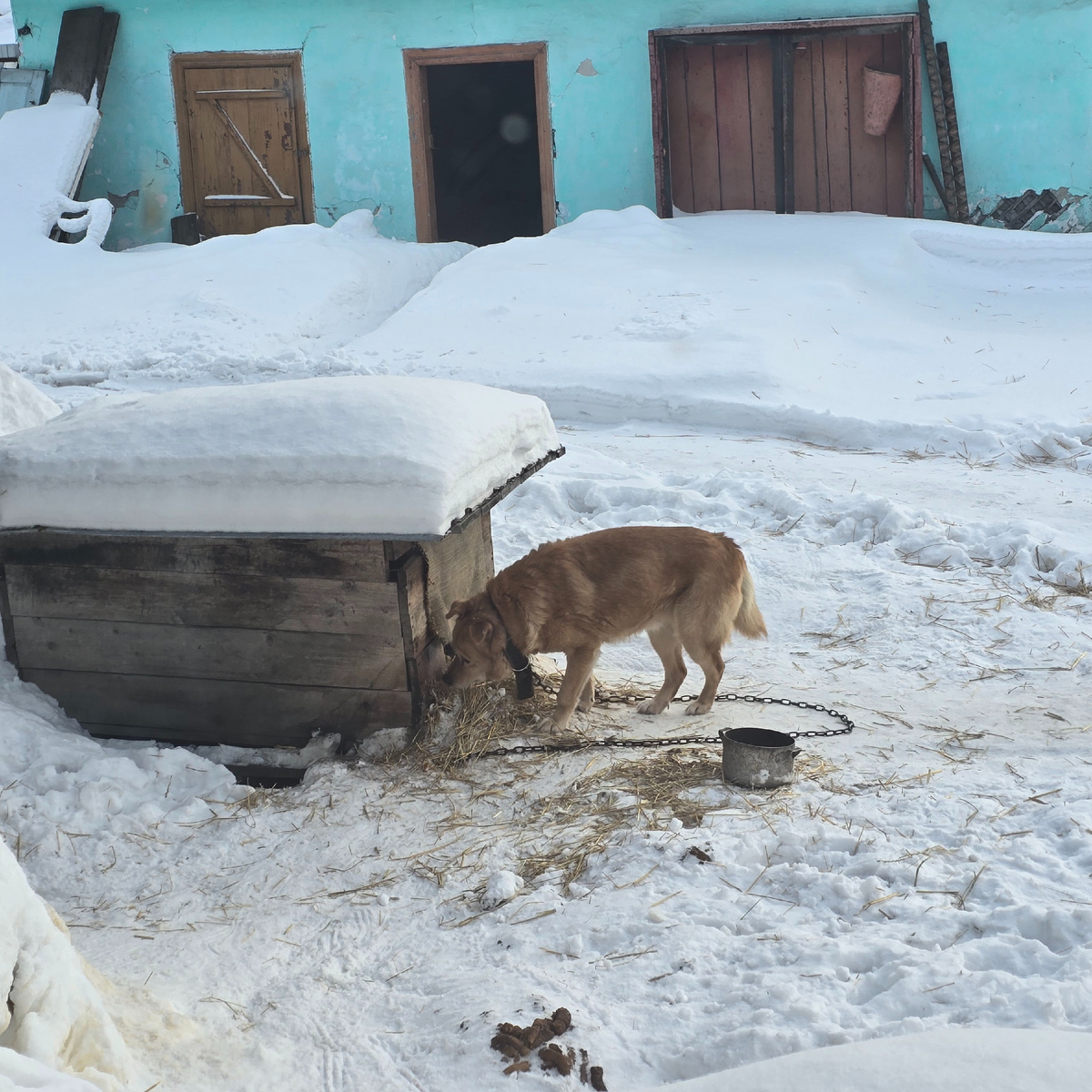 рыжий мыслитель у деревянного домика зимой