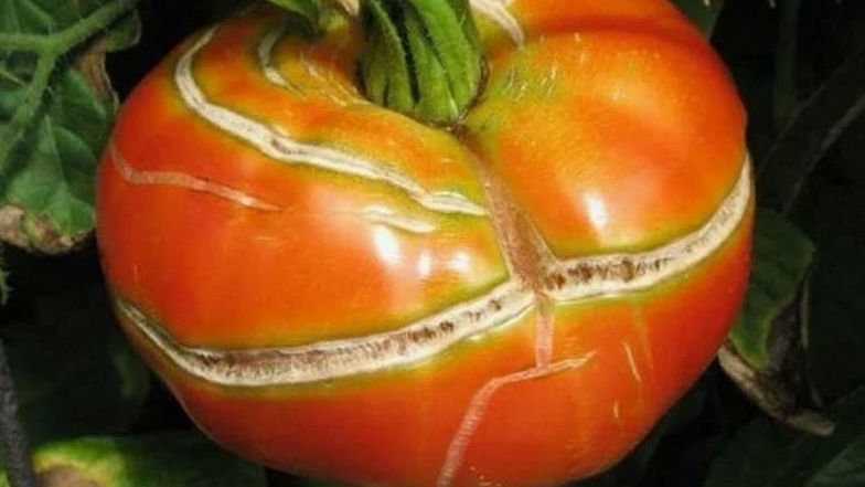 Вот так выглядят полосатые плоды Амурского тигра - сплошные трещины от влажности