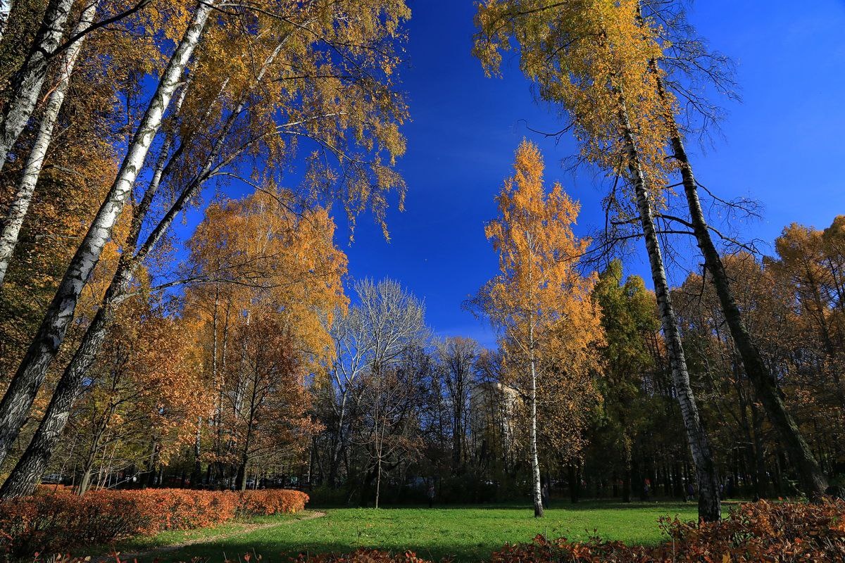    Парк «Сокольники» / © Alexx Zimin, Wikipedia