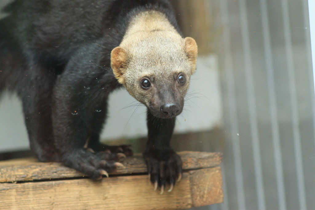 Акробатика — их второе имя. Гравитация? Нет, не слышали. 🤸‍♂️
