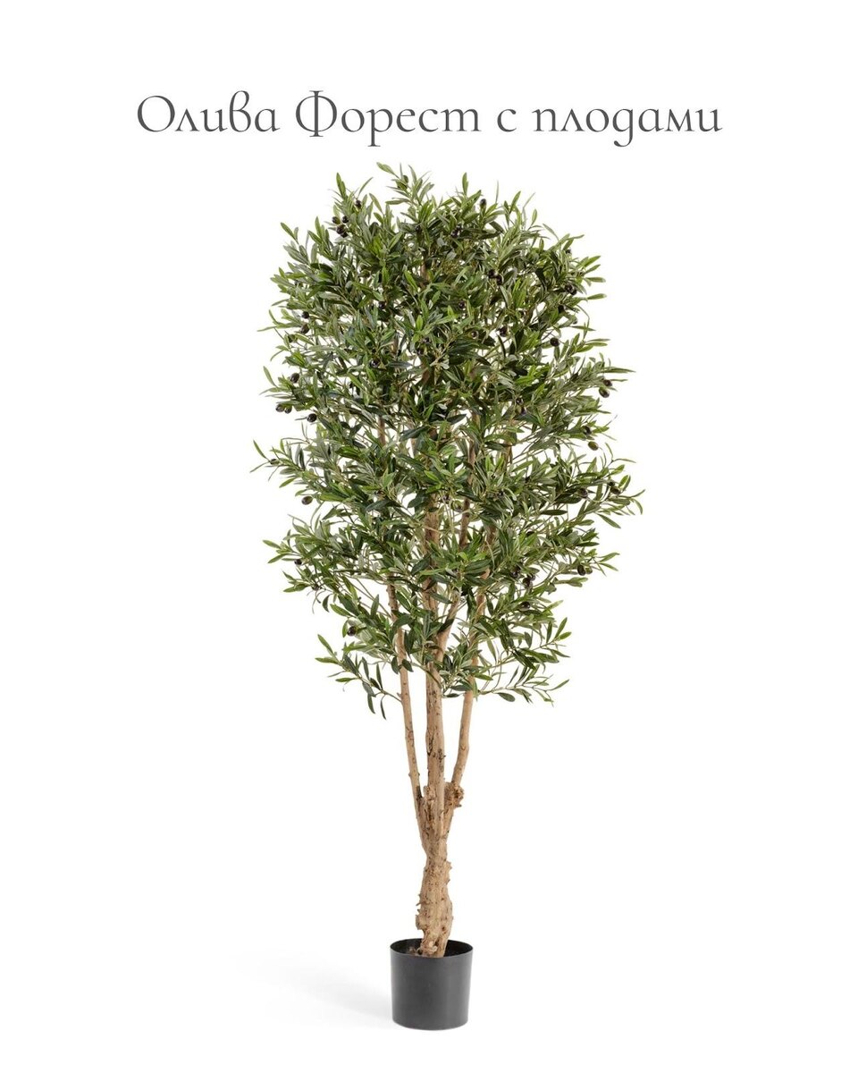 Кашпо и растения TREEZ Collection