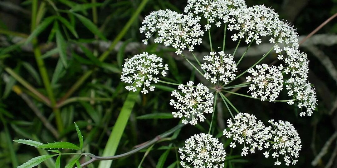 Болиголов: ядовитая трава или лекарство? Правда о растении, которое пугает и манит одновременно