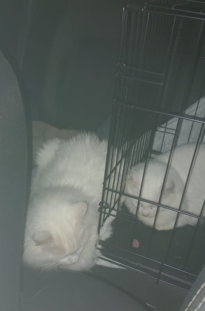 Вот так мы и ехали домой. Хитрый и спокойный Лелик и я, в клетке.