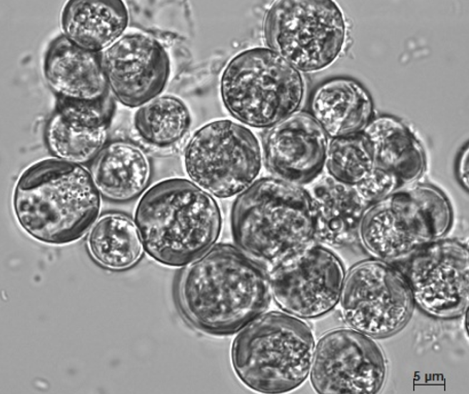 Световая микрофотография водоросли Vischeria punctata. Источник: ИФР РАН