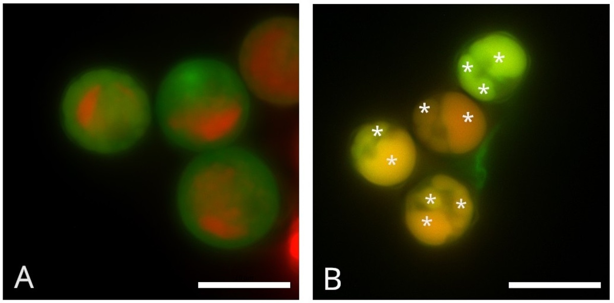 Клетки микроводоросли Vischeria punctata: А — выращенные в обычных условиях (контроль), В — в условиях дефицита азота. «Звездочкой» отмечены олесомы, содержащие масло; красное свечение на рисунке А — это флуоресценция хлорофилла из хлоропласта, который заполняет большую часть объема клетки и уменьшается в условиях дефицита азота, а объем клетки заполняют «капли масла». Источник: ИФР РАН