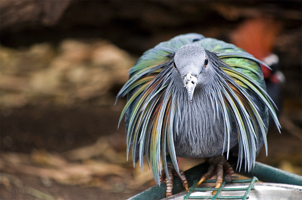 «Мантия» на шее — признак истинного аристократа.