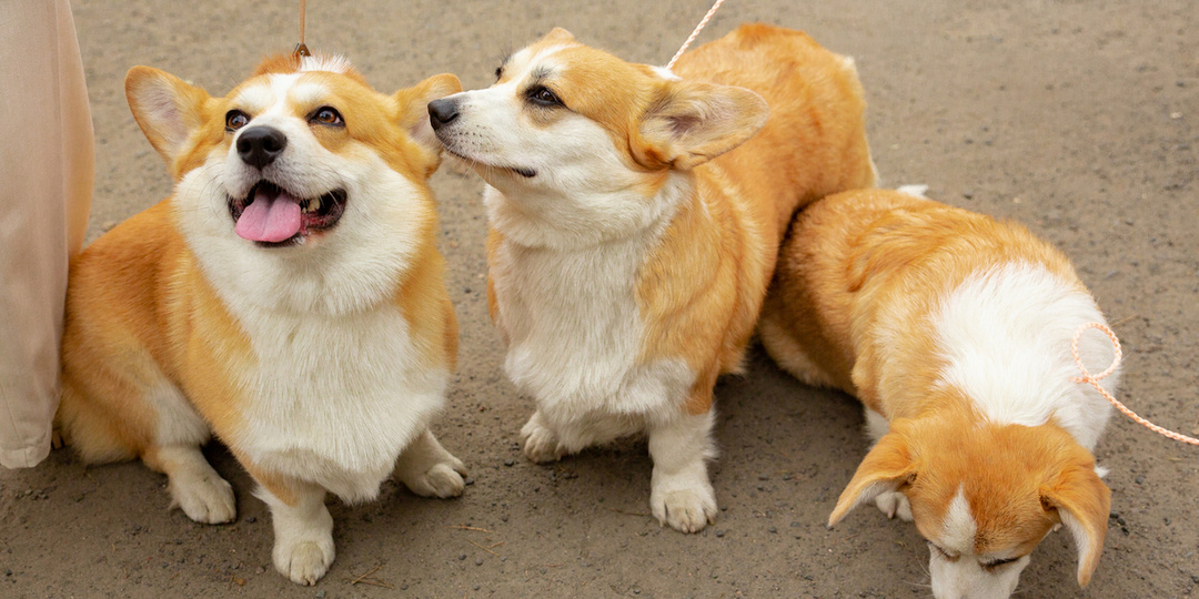 «Победа» вводит новую услугу — перевозку питомца на соседнем кресле