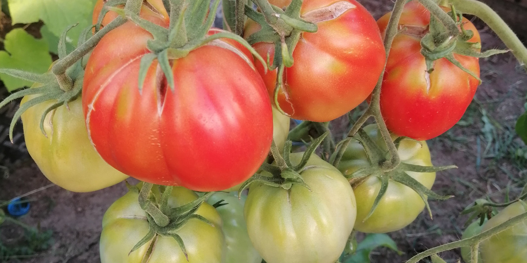 Использую проверенную формулу питания томатов весь сезон. Кисти полные