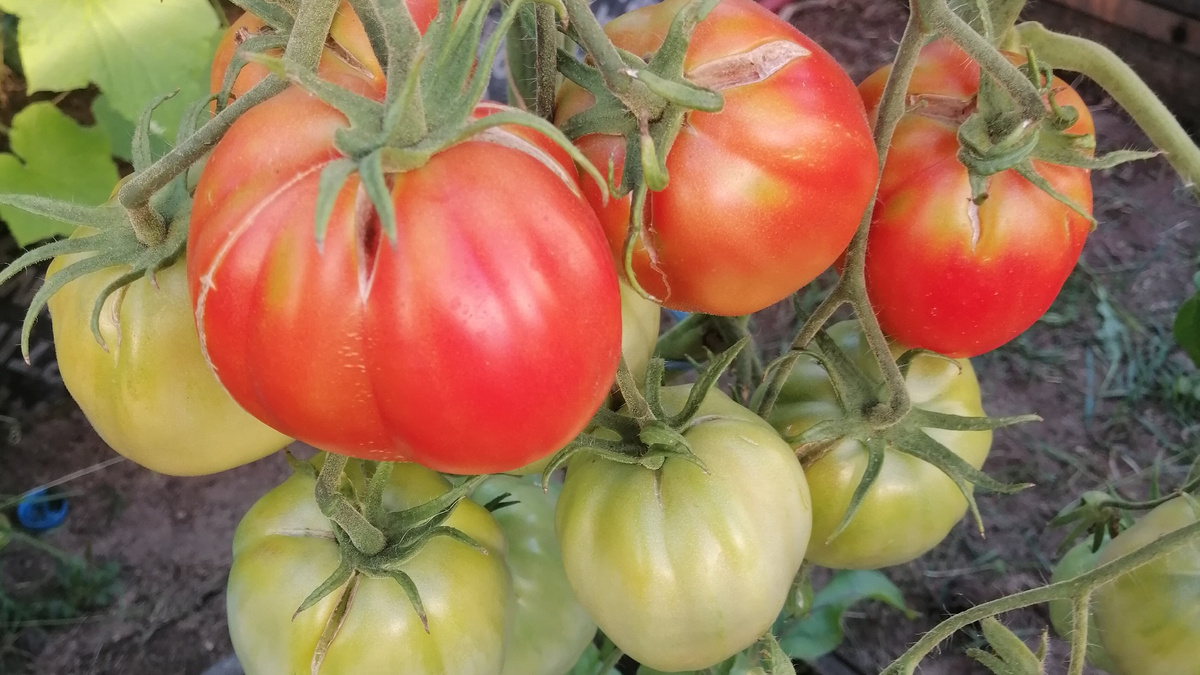 Результат системного питания - каждая кисть дает максимум плодов