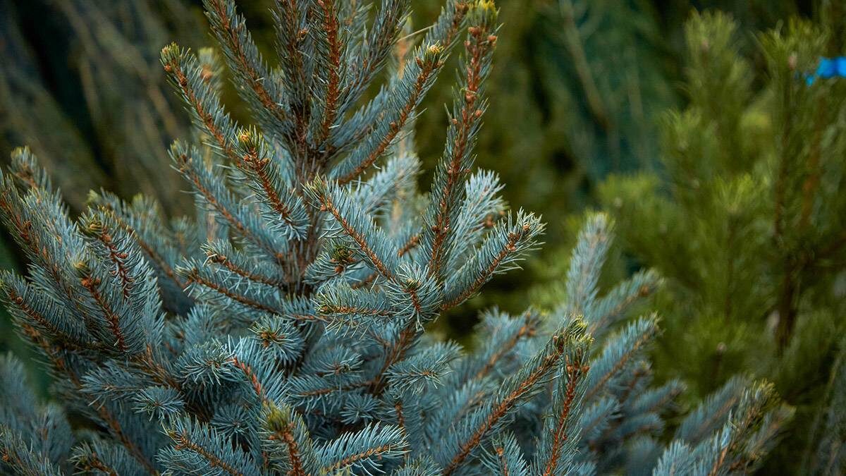    Фото: Дмитрий Белицкий / АГН Москва